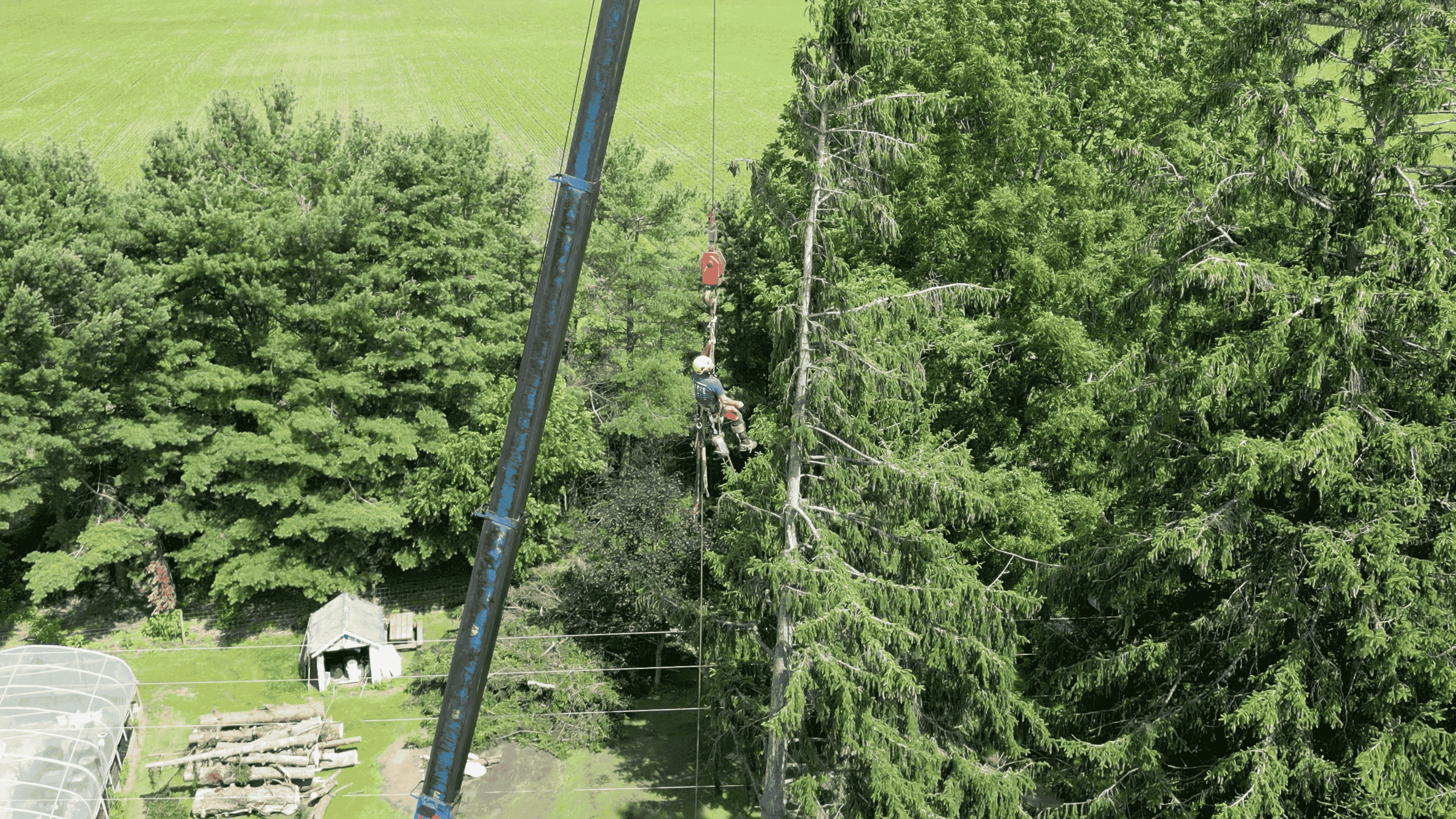 Tree Service Image 1