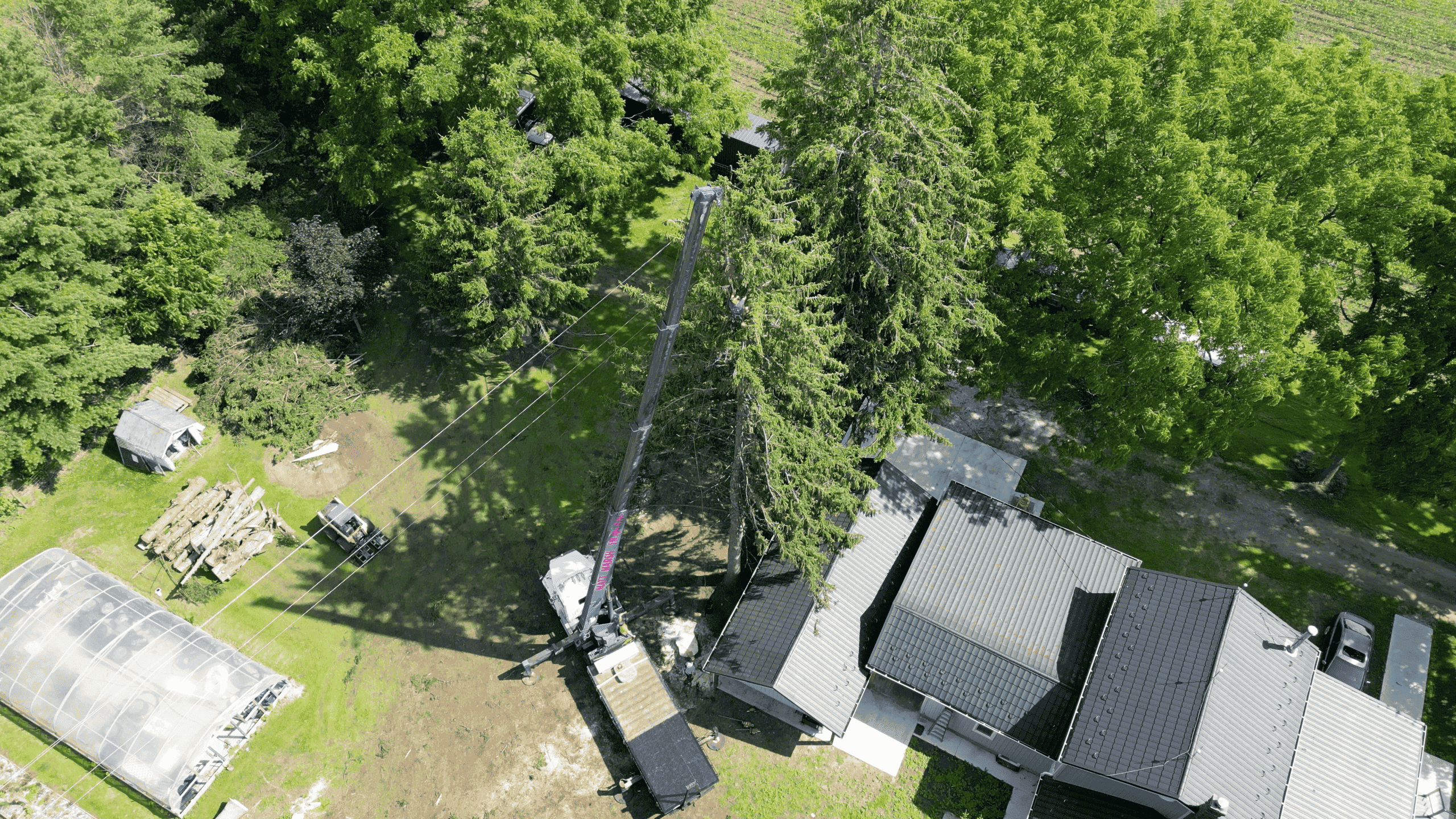 Tree Service Image 2