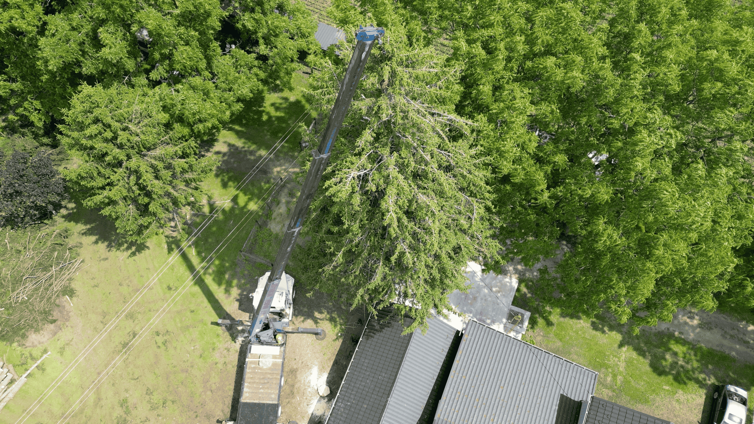 Tree Service Image 3